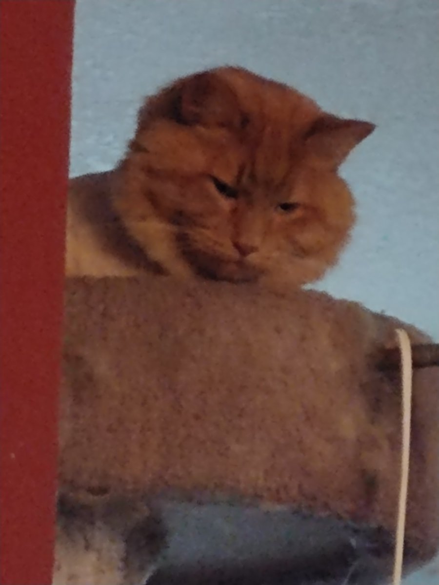 KNessJM's tweet photo. RIP to Bob the cat. He was very sweet, extremely fluffy, and had a good, lazy life like any housecat should. https://t.co/aNHPXjbWsJ