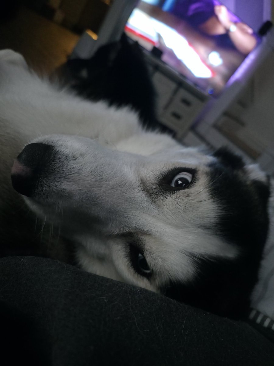 Elizaluv001's tweet photo. This is how i watch tv,@husky #husky https://t.co/CIDlkqVCAA