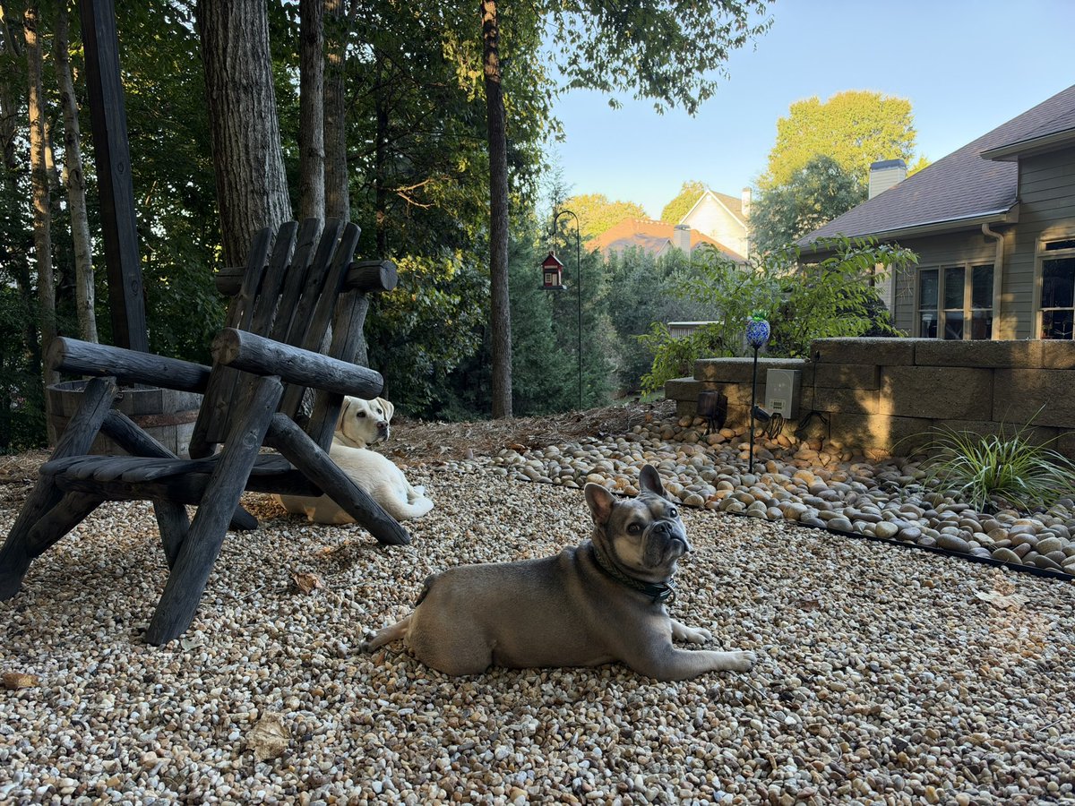 MikeBales's tweet photo. Nothing beats having a dog parked at your feet around the clock. https://t.co/BWl5WH5HuD