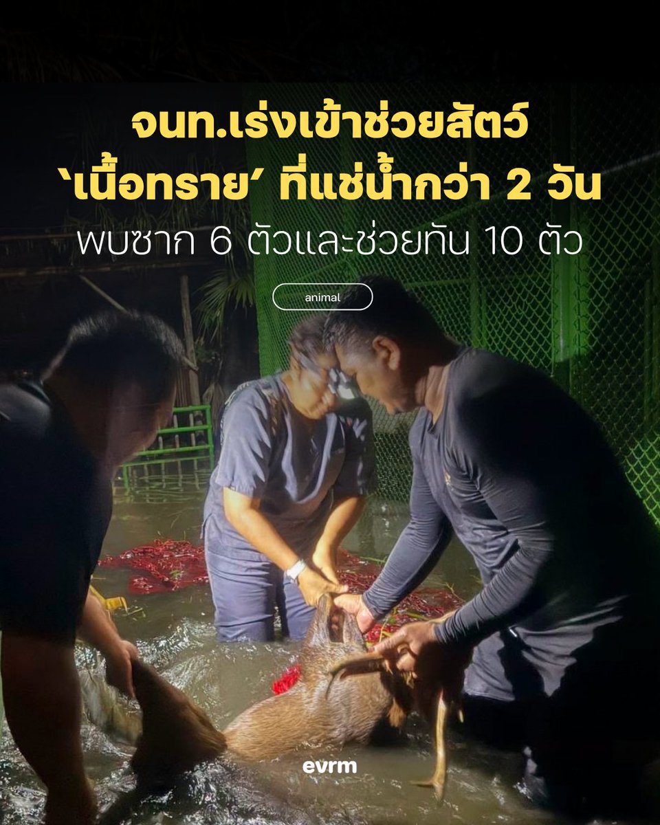 environmanth's tweet photo. ◉ ANIMAL: น้ำท่วมสยามอะเมซิ่งพาร์คทำสัตว์หนีตายหลายชนิด เจ้าหน้าที่รีบเข้าช่วยเหลือ “เนื้อทราย” พบเสียชีวิตแล้ว 6 ซาก แต่ยังช่วยที่เหลือออกมาได้ 10 ชีวิต
.
จะคนหรือสัตว์ก็มีค่าหนึ่งชีวิตเท่ากัน จากสถานการณ์น้ำท่วมที่สยามอะเมซิ่งพาร์ค (สวนสยามเดิม) พบว่ามีสัตว์หลายชีวิตรอความช่วยเหลืออยู่ภายใน เจ้าหน้าที่และภาคประชาชนจึงร่วมกันลงพื้นที่ช่วยเหลือสัตว์ โดยเฉพาะ “เนื้อทราย” ซึ่งพบ ซากเสียชีวิต 6 ตัว ก่อนที่เจ้าหน้าที่จะเข้าดำเนินการเคลื่อนย้าย และสามารถช่วยเนื้อทรายออกจากพื้นที่น้ำท่วมได้ 10 ตัว รวมถึงสัตว์อีกหลายชนิด
.
เมื่อวันที่ 27 กันยายนที่ผ่านมา เจ้าหน้าที่กรมอุทยานแห่งชาติ สัตว์ป่า และพันธุ์พืช และภาคประชาชน อาสาสมัคร ลงพื้นที่ช่วยเหลือ “เนื้อทราย” ภายในสยามอะเมซิ่งพาร์ค หลังมีการเผยแพร่ภาพและข้อมูลว่า เนื้อทรายกว่า 20 ตัวได้รับผลกระทบจากน้ำท่วมและต้องยืนแช่น้ำเป็นเวลานานกว่า 2 วัน
.
ในคืนวันที่ 27 ก.ย. เวลา 20.30 น. เจ้าหน้าที่กรมอุทยานฯ พร้อมทีมสัตวแพทย์และเจ้าหน้าที่จากหน่วยงานที่เกี่ยวข้อง รวมถึงอาสาสมัครจากมูลนิธิเพื่อนสัตว์ป่า ทีมสัตวแพทย์อาสา สัตวแพทย์องค์การสวนสัตว์ และมูลนิธิ Littlepaws เข้าดำเนินการเคลื่อนย้ายเนื้อทรายออกจากพื้นที่น้ำท่วม
.
ผลการปฏิบัติการสามารถเคลื่อนย้ายเนื้อทรายออกจากพื้นที่น้ำท่วมได้ 10 ตัว ขณะเดียวกันพบ ซากเนื้อทราย 6 ซาก ซึ่งเสียชีวิตก่อนเจ้าหน้าที่เข้าดำเนินการเคลื่อนย้าย โดยหลังภารกิจ กรมอุทยานฯ ระบุว่าจะประสานกับสยามอะเมซิ่งพาร์คและหน่วยงานที่เกี่ยวข้องอย่างใกล้ชิด เพื่อดูแลเนื้อทรายที่เหลือ รวมถึงติดตามสุขภาพและสวัสดิภาพของสัตว์อย่างต่อเนื่อง
.
ขณะเดียวกัน คุณ Chanya Tamada ประธานมูลนิธิ Little Paws Adoption Center ซึ่งลงพื้นที่ช่วยเหลือสัตว์ ได้อัพเดทความคืบหน้าช่วงเย็นวันที่ 28 กันยายนว่าสามารถอพยพสัตว์อื่นออกจากพื้นที่เพิ่มเติม ได้แก่
.
-ห่าน 1 ตัว
-เป็ดบาบาลี่ 16 ตัว
-ลูกเจี๊ยบ 23 ตัว
-ไก่แจ้และไก่ป่ามากกว่า 30 ตัว
-เป็ดเทศ 9 ตัว (ป่วย 1 ตัว)
-ม้า 3 ตัว (บาดเจ็บที่ขา 1 ตัว)
-อีกัวน่า 5 ตัว
-นก 6 ตัว
-กระต่าย 2 ตัว
.
โดยซึ่งสัตว์ที่เหลือหลังจากนี้ทางสยามอะเมซิ่งพาร์คจะทำงานร่วมกรมอุทยานฯ เเละจะนำสัตว์ออกจากพื้นที่ให้หมดต่อไป การดูแลสัตว์โดยเฉพาะสัตว์ป่าในพื้นที่เช่นนี้ต้องอาศัยการดูแลที่คำนึงถึงสวัสดิภาพของสัตว์มากกว่าการให้อาหารวันต่อวัน โดยเฉพาะการเตรียมพร้อมรับมือกับเหตุฉุกเฉินที่อาจเกิดขึ้นเพื่อรับผิดชอบต่อชีวิตของพวกเขา ทั้งแผนรับมือภัยพิบัติ พื้นที่ปลอดภัย และระบบเคลื่อนย้ายหากเกิดเหตุไม่คาดคิด
.
ที่มา
https://t.co/jJweQMRrUq
https://t.co/y0a2YOJ7V7