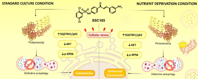 ProstateCell's tweet photo. A new study reports that SSC185 reduced the MTT signal of PC-3 prostate cancer cells in a concentration- and time-dependent manner, with nutrient deprivation markedly enhancing its activity, indicating that the cellular nutritional context influences the response to the compound.

Read the full paper: https://t.co/5PQbAct3nb

Led by first author Gisele Santos de Araújo and corresponding author Ana Jérsia Araujo at @UFDPar.

#ProstateCancer #Oncology #DrugDiscovery
