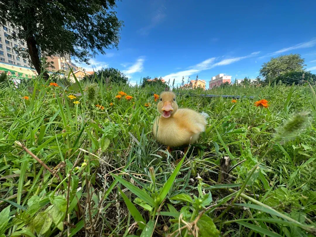 wmh4650's tweet photo. This cute僦戀鸭 is being乖晒 in the sun, so warm! https://t.co/lxUEdsrB1p