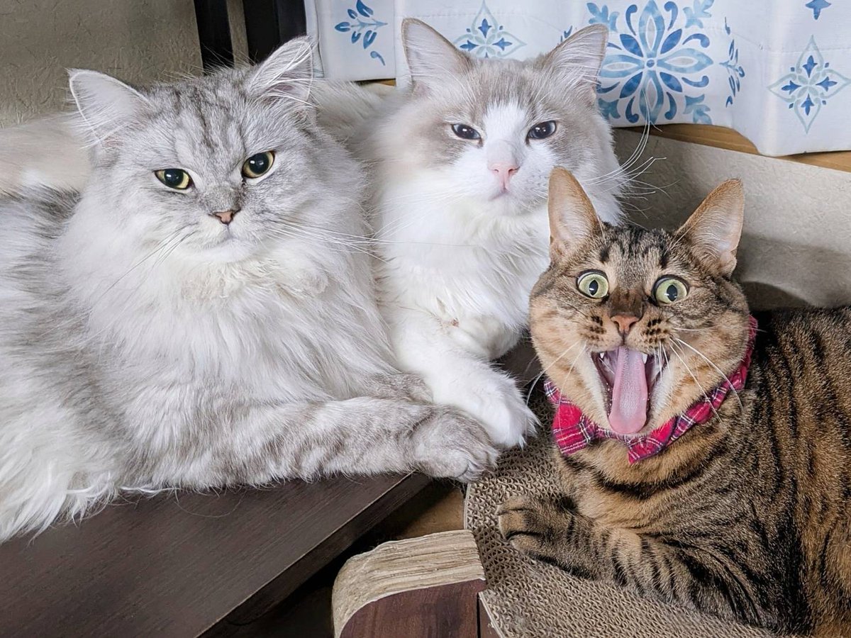 saramishura's tweet photo. ガオー曜日🐾
おすましにゃんことニャインシュタイン😸 https://t.co/83N74Z7gSY