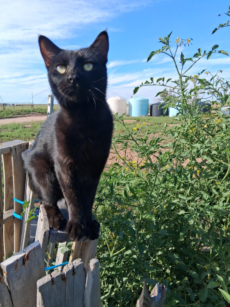 Jessica50361568's tweet photo. #barncatchat https://t.co/2mLtEZnsQ0