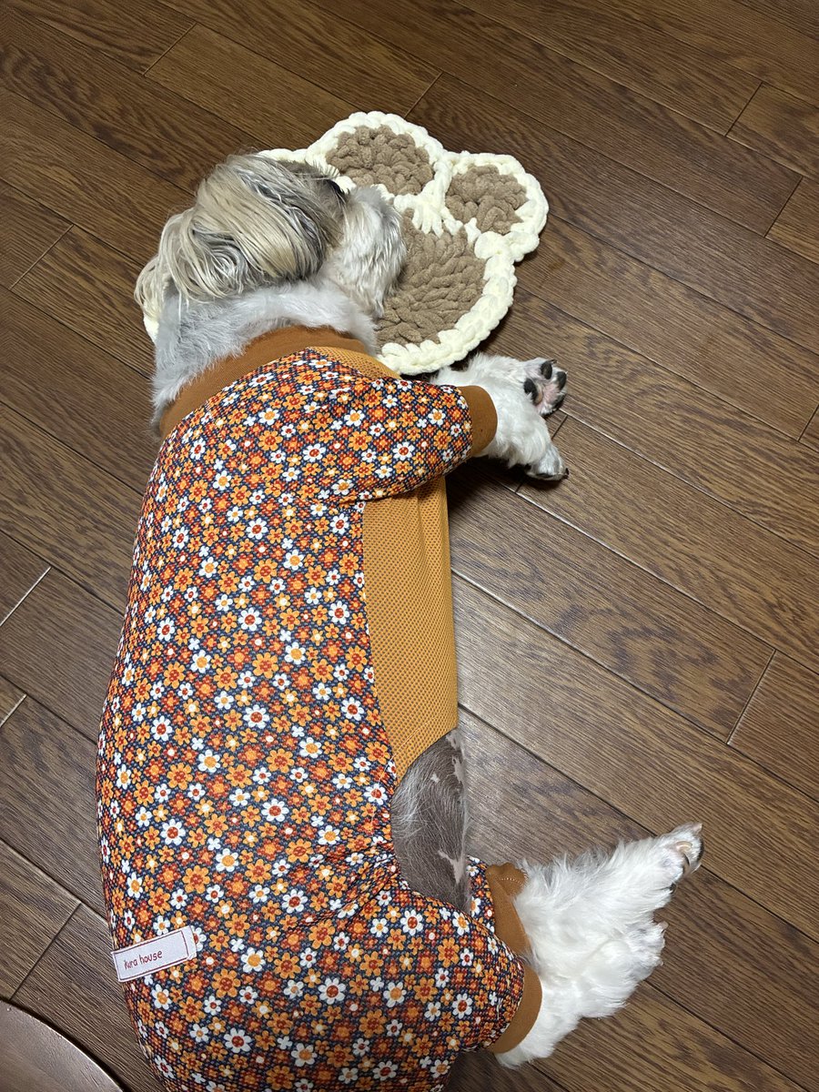 palpal_love's tweet photo. 最近この寝方が多いなー。へそ天してたらニコニコしてしまう🥰
最近鍵編み学んでます😍 https://t.co/HcIlCjDjXj