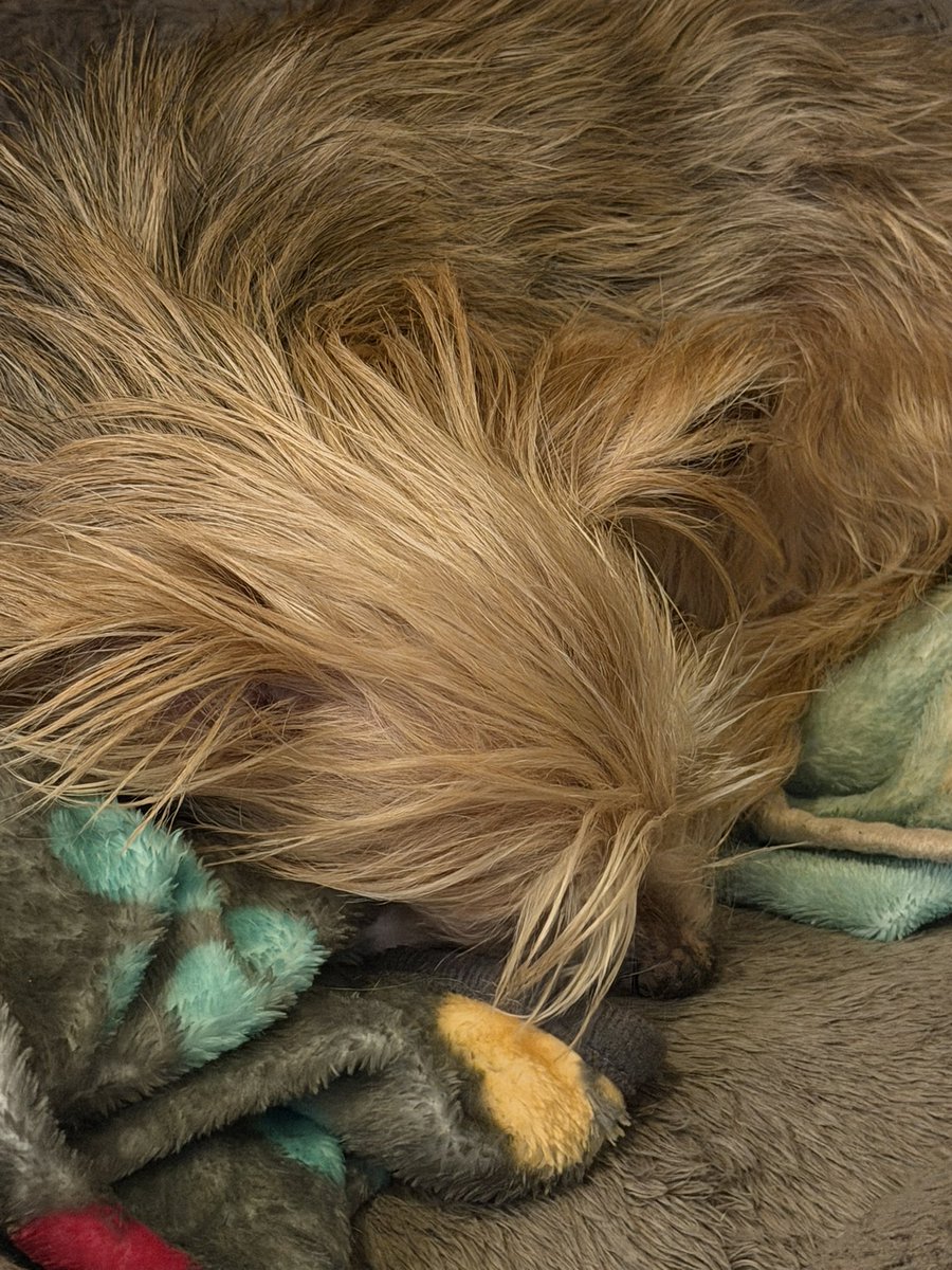 xo_ItsDaisy's tweet photo. My sweet baby 😭 Corkie was hit by a car today and she’s fractured her hip and femur. https://t.co/6WXE7Chg7A