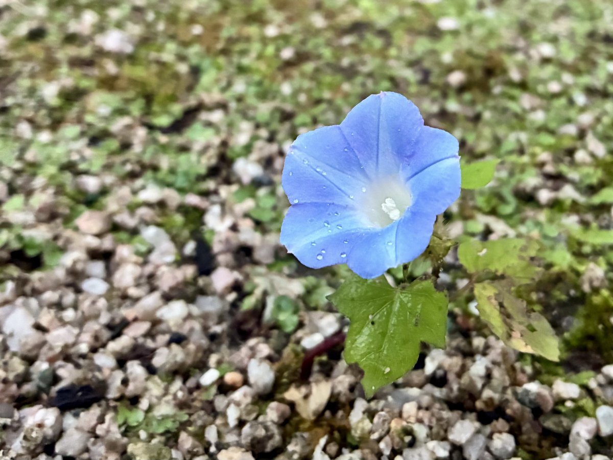 pentomo's tweet photo. 雨の中 https://t.co/oeLGsdrJrh