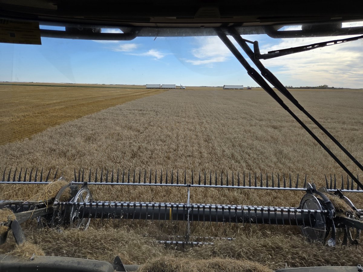 BeyondtheSeedAg's tweet photo. I present to you the king..nicest wheat I've ever combined. @SeCanLauren https://t.co/6zkOxDHZhP