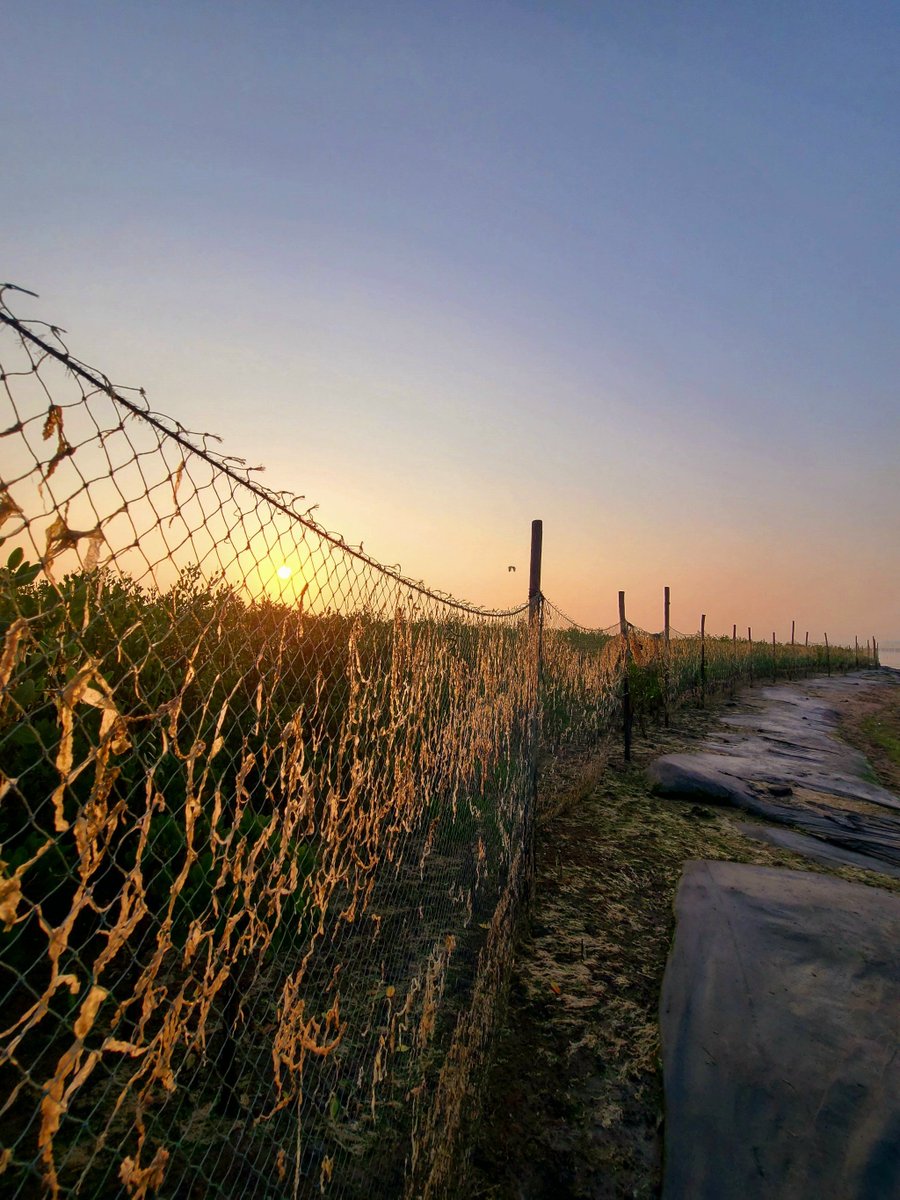 bold_breez_42's tweet photo. [The scorching sun's tricky rays danced on the fence.， https://t.co/rw6zIsjeTX