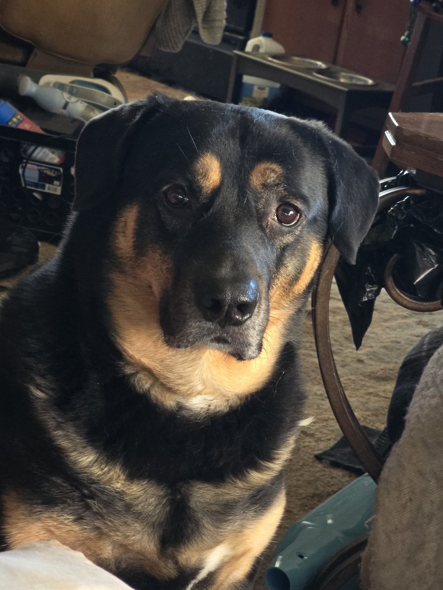 PatrickPahl1's tweet photo. I seen your fur baby on the Five day, this is our recue Remi who came up from a kill shelter in Kentucy. We broke his fear of ever being abused again is now living the best life begging for some steak here. Your pup is adorable!
@EmilyCompagno https://t.co/XhQLuScMMC