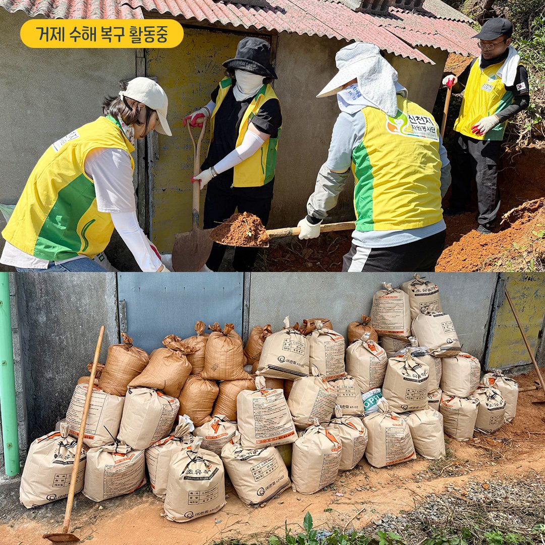 scjchurch's tweet photo. 💛 거제 수해 복구 봉사이야기

지난 8월, 경남 거제에 쏟아진 집중호우로 
집과 일터가 물에 잠겼습니다. 🏠💧

물이 빠진 뒤에도 바닥에는 두꺼운 진흙이, 
집 안에는 흙탕물에 젖은 살림살이가 남아 있었습니다.

긴급 복구가 마무리된 뒤에도 
주민분들에게는 감당하기 어려운 일들이 
산더미처럼 남아 있었는데요.

그때, 신천지자원봉사단이 
다시 도움이 필요한 현장을 찾았습니다. 🤝

봉사자들은 진흙을 퍼내고 
살림살이를 하나하나 씻었습니다. 

피해 농가에서는 폐기물을 정리하고 
무너진 돌담을 다시 쌓으며 
주민들의 일상 회복에 힘을 보탰습니다.

긴급 복구 이후에도 도움이 필요한 곳에 
따뜻한 손길이 닿을 수 있도록. 

신천지자원봉사단은 주민분들이 
평범한 하루를 되찾는 길에 함께하겠습니다. 🏡✨

#신천지자원봉사단 #거제수해복구 #수해복구봉사 #일상회복 #따뜻한동행