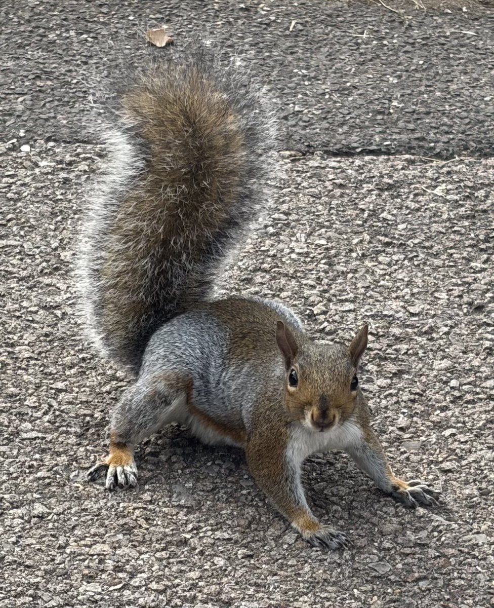 BromptonBunch's tweet photo. Goofy - still the cutest squig on the block #SquirrelScrolling https://t.co/i2bX1wqkxt