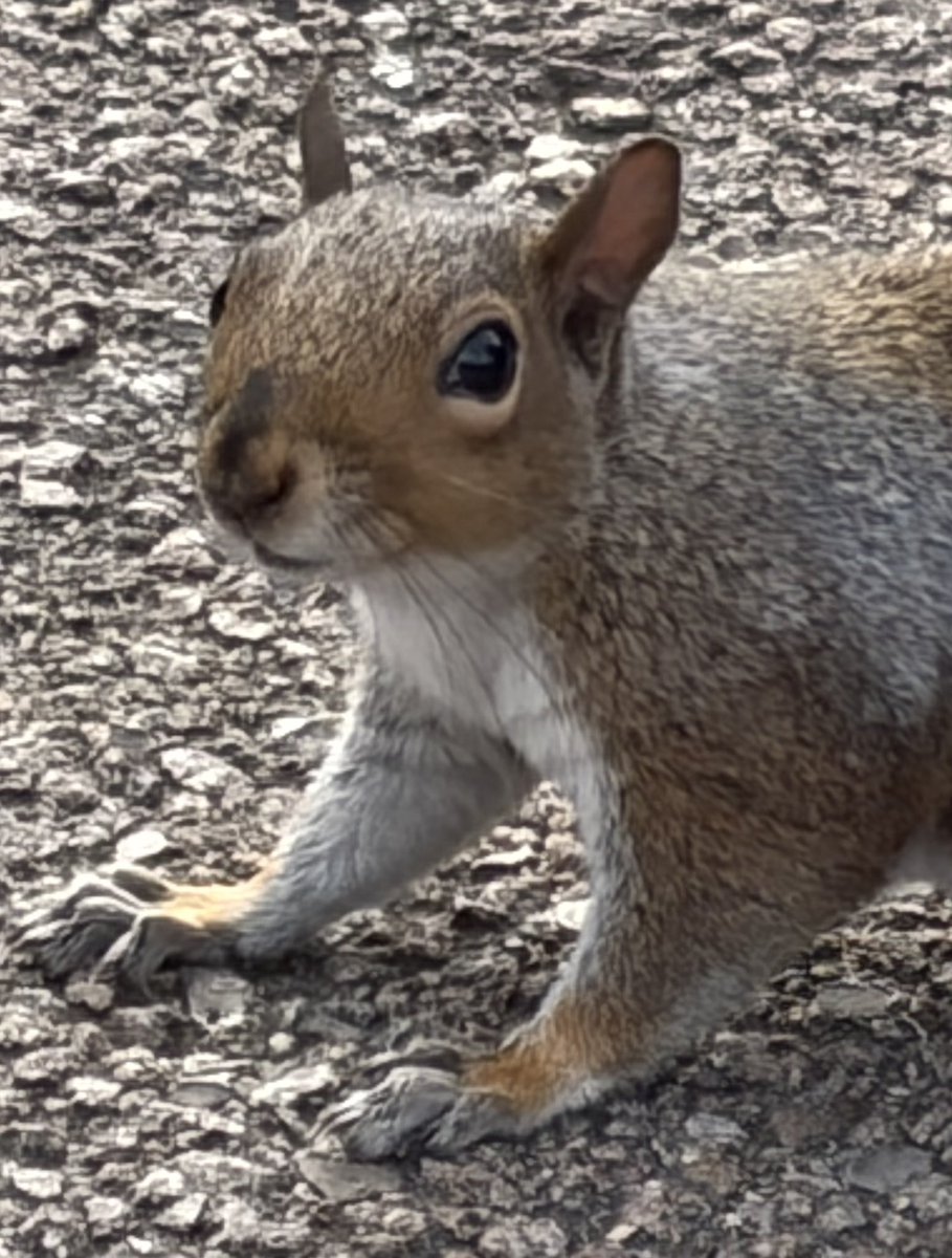 BromptonBunch's tweet photo. Goofy - still the cutest squig on the block #SquirrelScrolling https://t.co/i2bX1wqkxt