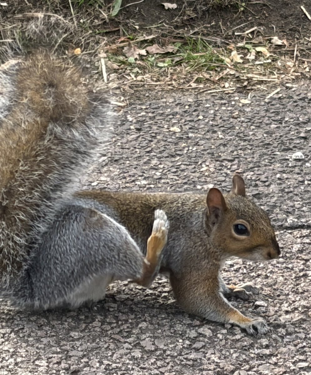 BromptonBunch's tweet photo. Goofy - still the cutest squig on the block #SquirrelScrolling https://t.co/i2bX1wqkxt