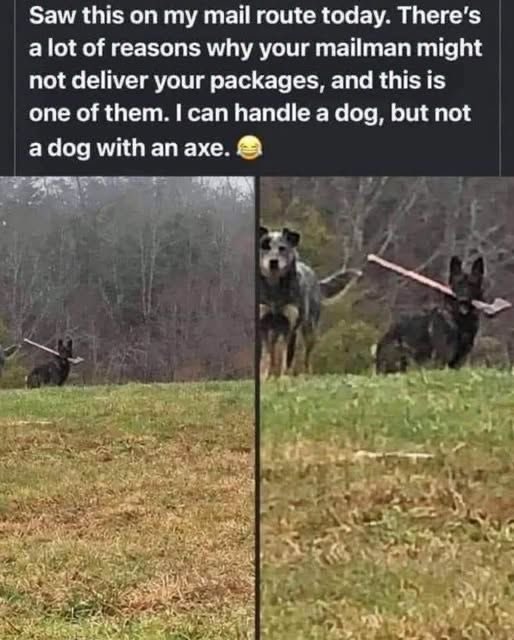 GuyNeauphile's tweet photo. This good boi has an awesome stick. That someone put a sharp piece of metal on the end isn’t his fault. https://t.co/Fx5kwxkQ6h