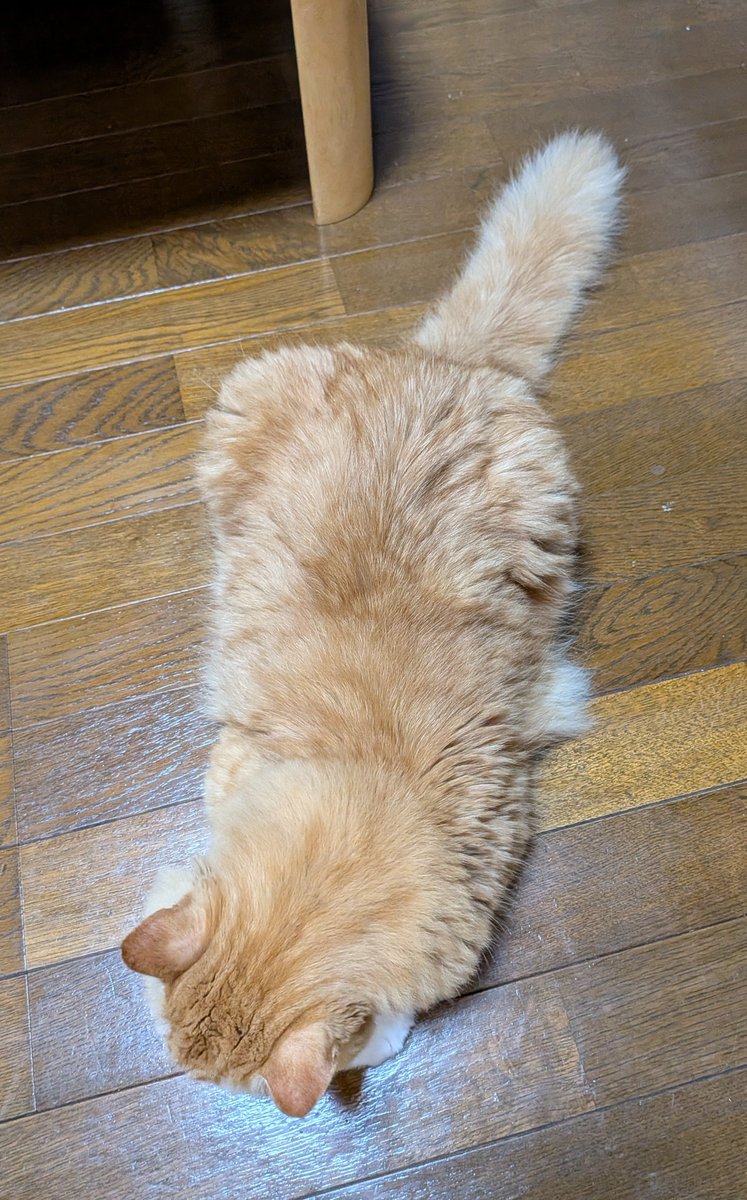 yuriha313's tweet photo. 大きめのモップ
🐱<お尻ﾄﾝﾄﾝしてくださいにゃ

また雨〜🌧️
こう毎日雨続きだといい加減体調が悪くなってきませんか
貴重な晴れ間は仕事だったりで衣替えは勿論、猫トイレの丸洗い＆天日干もできないし
せっかく買った鞄も靴も雨に当てたくなくて使えないのも腹立たしい https://t.co/sxxvPYCqFL