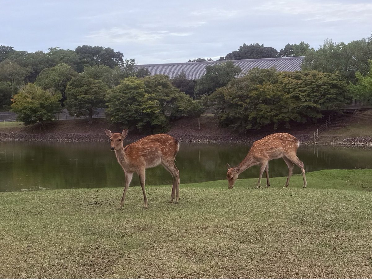 NknsMtyk's tweet photo. 🦌☔️おはようございます☔️🦌💪👍👌😃
今日は一日雨☔降りです気温21℃のままでちょっと肌寒いので一枚羽織って下さい
今日も元気でよろしくお願いします🙇‍♂️👍👌🦌☔️😃 https://t.co/DacdgBVaDk
