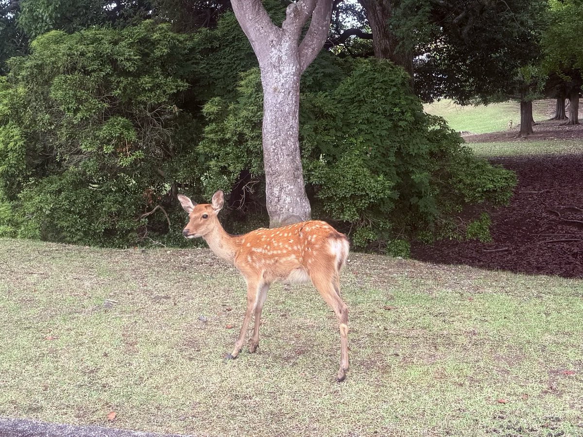 NknsMtyk's tweet photo. 🦌☔️おはようございます☔️🦌💪👍👌😃
今日は一日雨☔降りです気温21℃のままでちょっと肌寒いので一枚羽織って下さい
今日も元気でよろしくお願いします🙇‍♂️👍👌🦌☔️😃 https://t.co/DacdgBVaDk