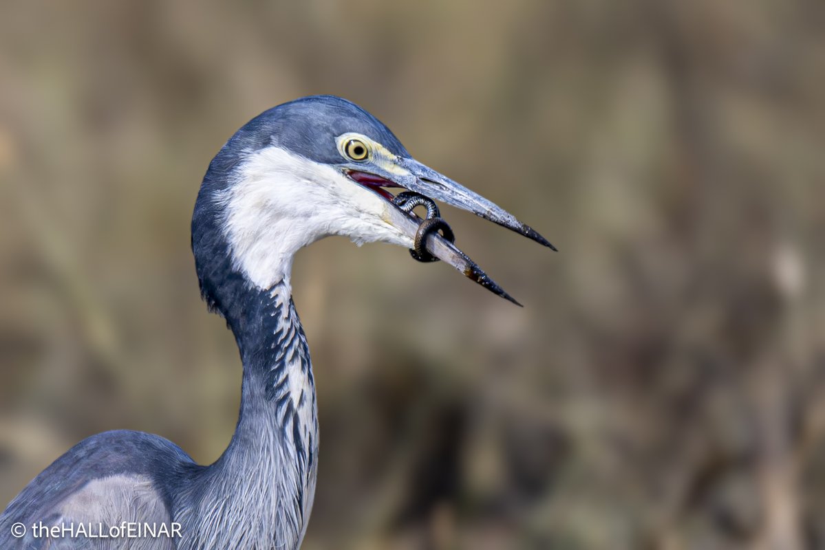 theHALLofEINAR's tweet photo. There’s a Black-Headed Heron with what looks like a snake. I didn’t expect it to be trying to control and then swallow a snake whole.

It’s quite a struggle when your dinner coils as much as snake does.

Especially when it wraps itself around your jaws. https://t.co/6rPkdJz2qX