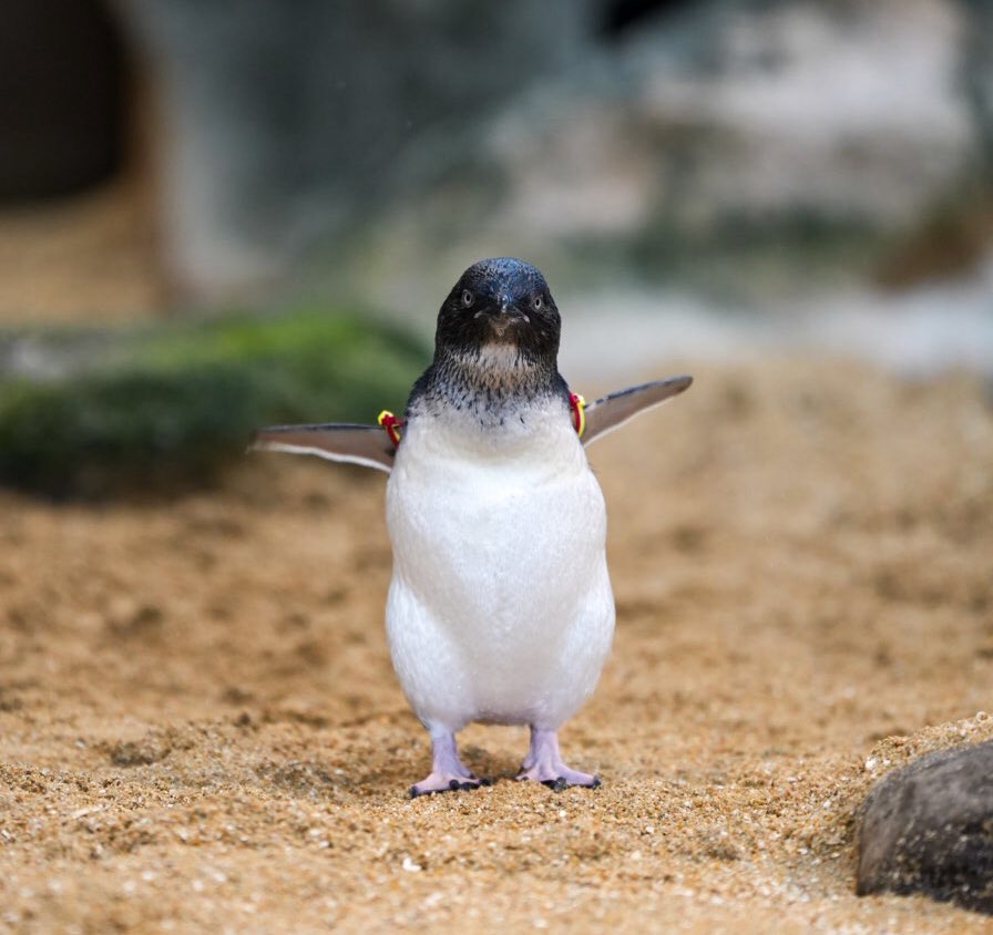 haru3131sui's tweet photo. ＼おはようございます／

#長崎ペンギン水族館 https://t.co/dLGVfhPcX9