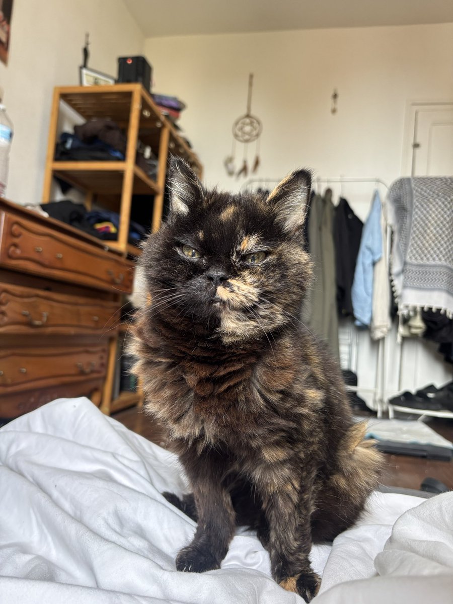 YaSebbaYaSebba's tweet photo. @mistigree @tahiticrousty Elle est toujours en vie ! elle a 18 ans et une prothèse de hanche et une patte en metal 😁 elle marche normalement et toujours une boule d’amour. J’ai mangé des pates au beurre pendant 1 an et demi, mais ça les vaut (même si ça devrait pas etre aussi cher) https://t.co/XsX7bntkxb