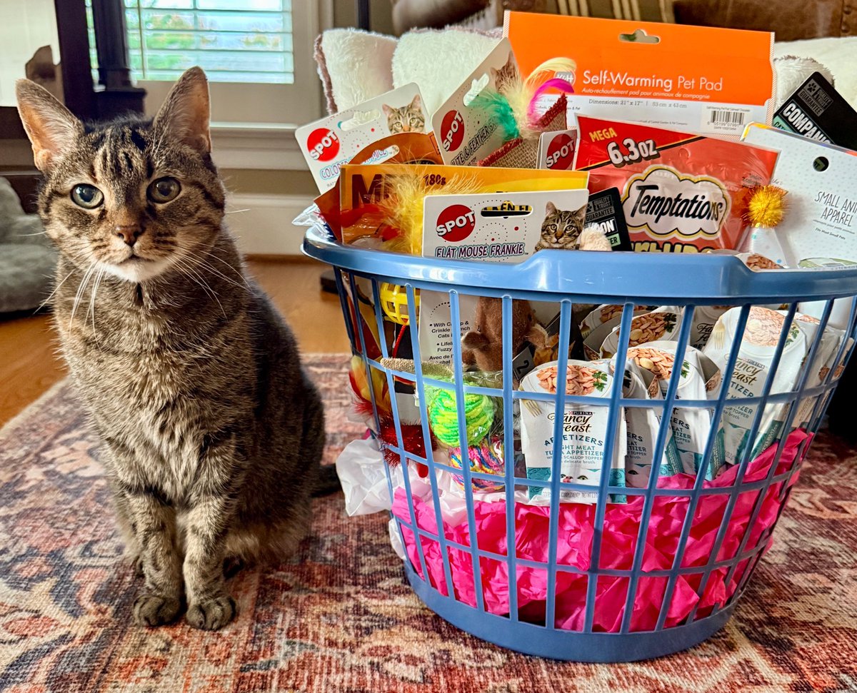 MissyBBBobtail's tweet photo. Happy happy 17th birthday to our sweet Trouble. She has been with us since she was a kitten and is truly the sweetest girl.

She’s was born in the attic of a cabin with 13 brothers and sisters! https://t.co/orkdJeEwBP