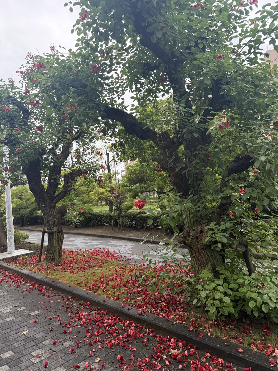 skyblue9112m's tweet photo. 地震で起きた朝🫨まぁまぁ大きかった💦
その後、目が覚めたので、洗濯🧺回して、軽く掃除して、ギリ雨降ってなかったからリカバリーラン🏃‍♀️

日の出を長らく観てないなぁ
帰宅後晩御飯分を作って洗濯干して、今から出勤🚊。いつもこうはうまくいかないけど記録📝

デイゴの花が雨で散ってる。 https://t.co/fMhDWaMwxh