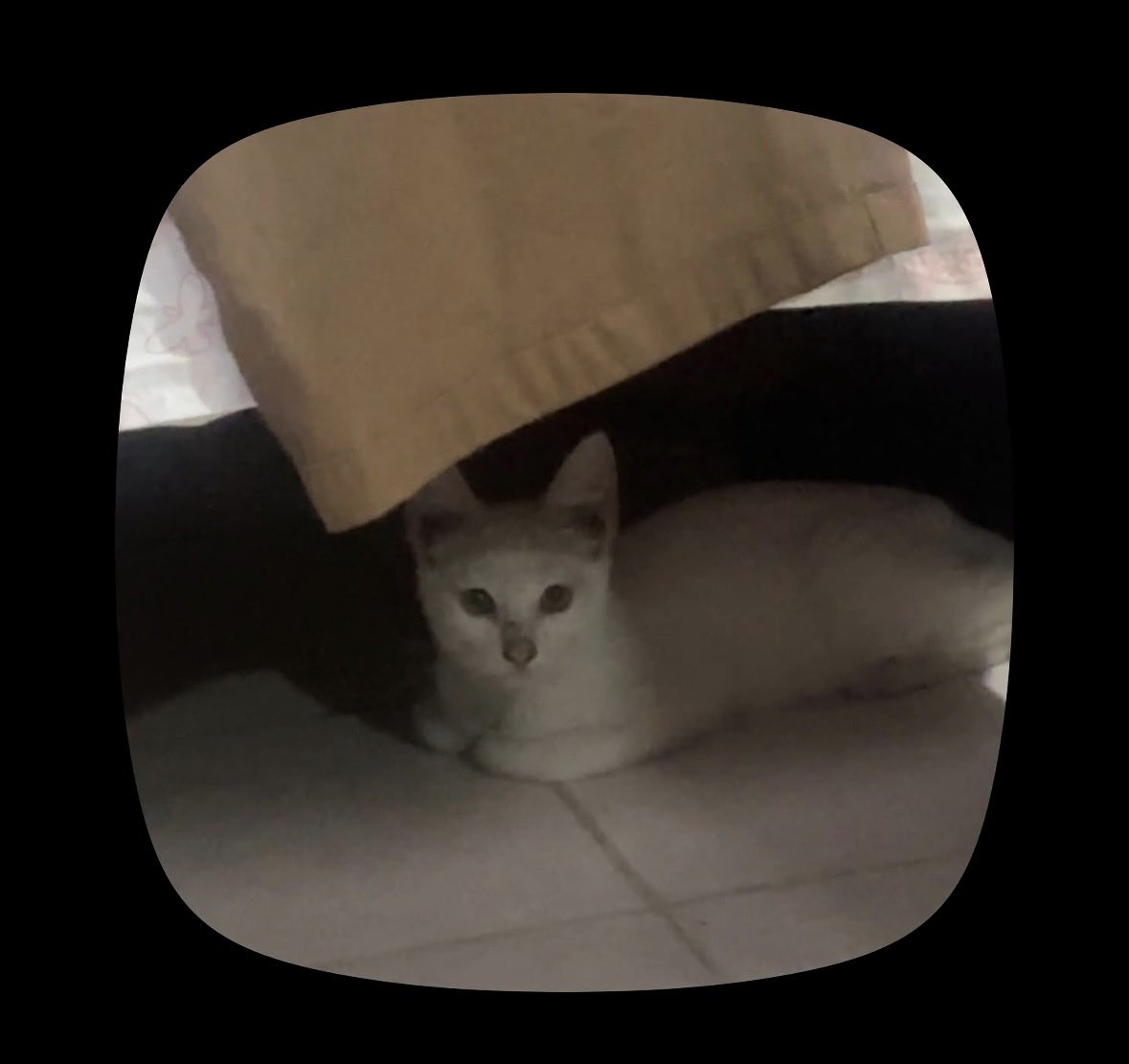 vmaguilars's tweet photo. Cheto adopto un gatito de la calle jajajajaja https://t.co/GmfEI9IE8V
