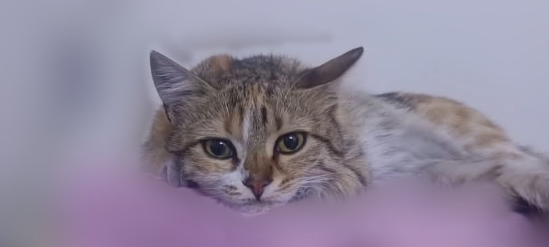 Sadu_Catu's tweet photo. miss my sweet little lulu... hope she's doing just fine and enjoying her life </3 https://t.co/oXi95i2Ora