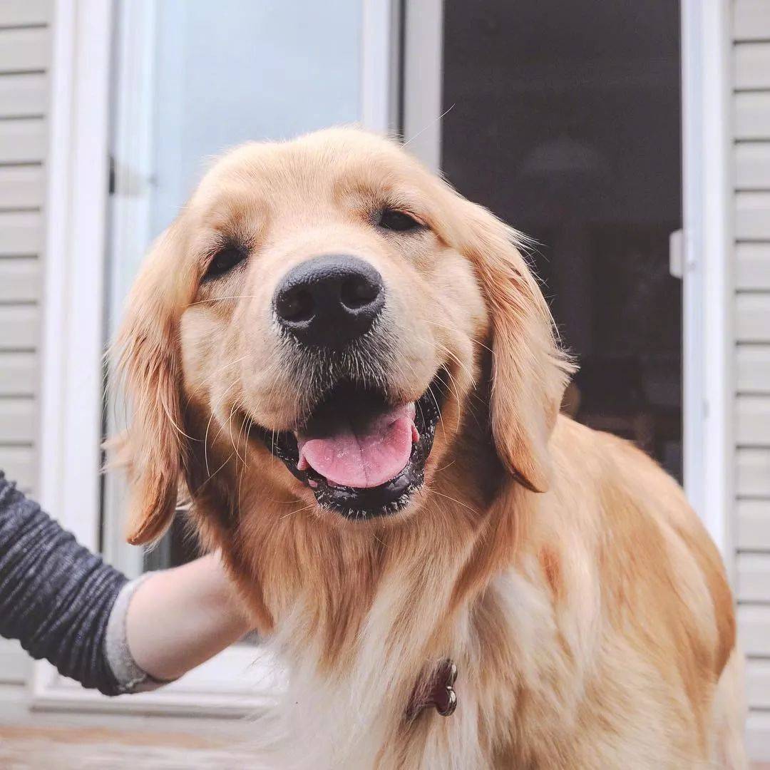 RoniWegmann's tweet photo. Caught myself smiling at a random dog pic today—small wins that make the day feel warm ， https://t.co/ciB7mrXB24