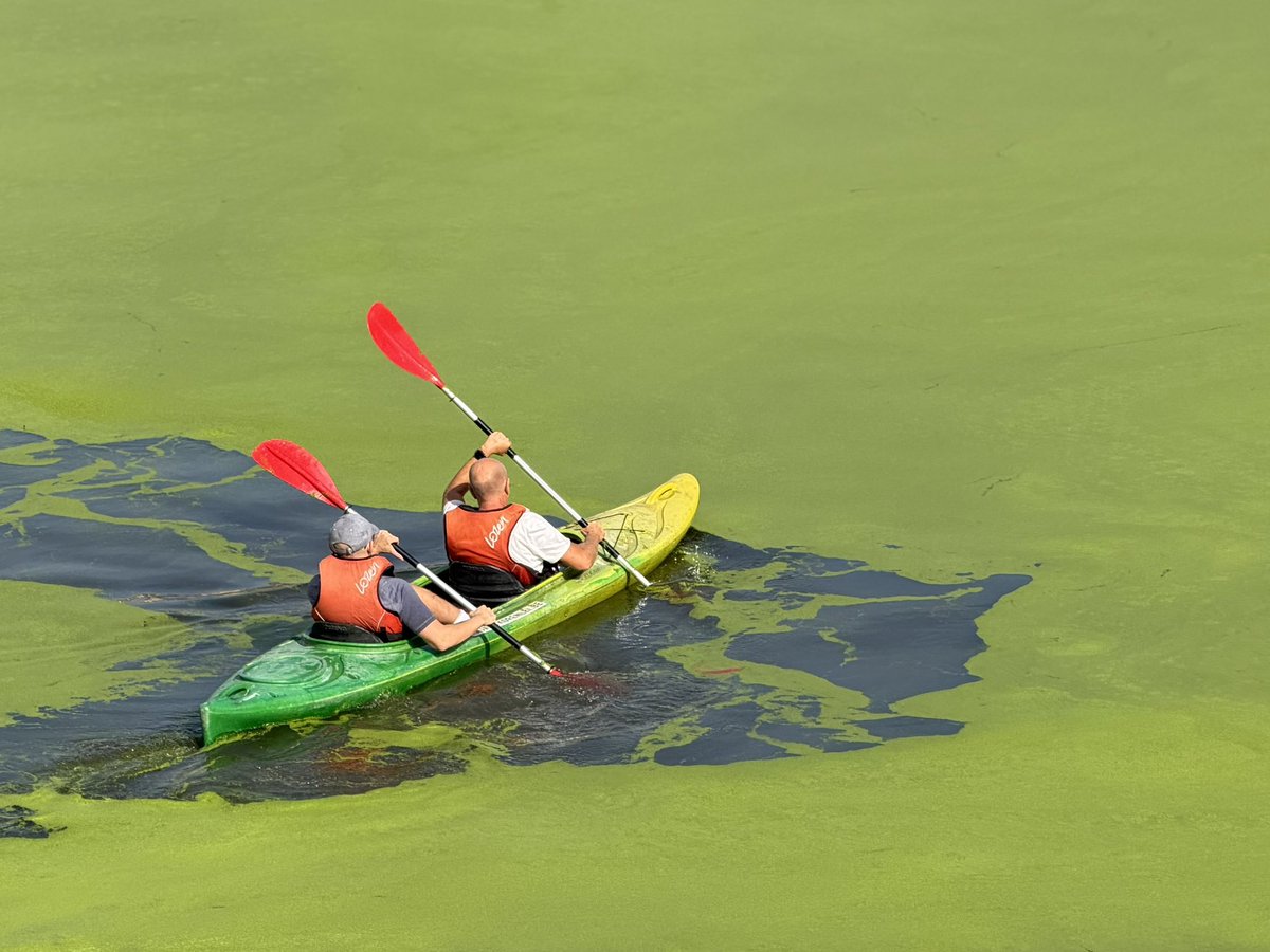 deepfriedmc's tweet photo. Algae bloom in Gent’s canals https://t.co/HDINGS6wDA
