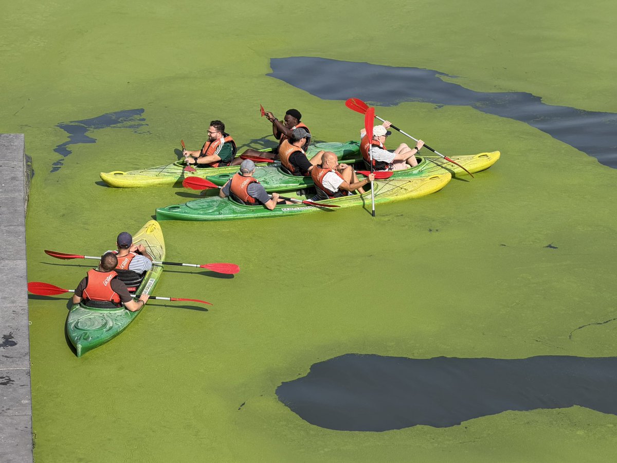 deepfriedmc's tweet photo. Algae bloom in Gent’s canals https://t.co/HDINGS6wDA