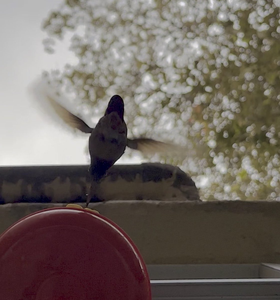 A small hummingbird perches on a window ledge with its wings spread, framed by sparkling sunlight through a tree outside. The image captures the delicate, free creature described in the caption as too light and swift to ever be caged.