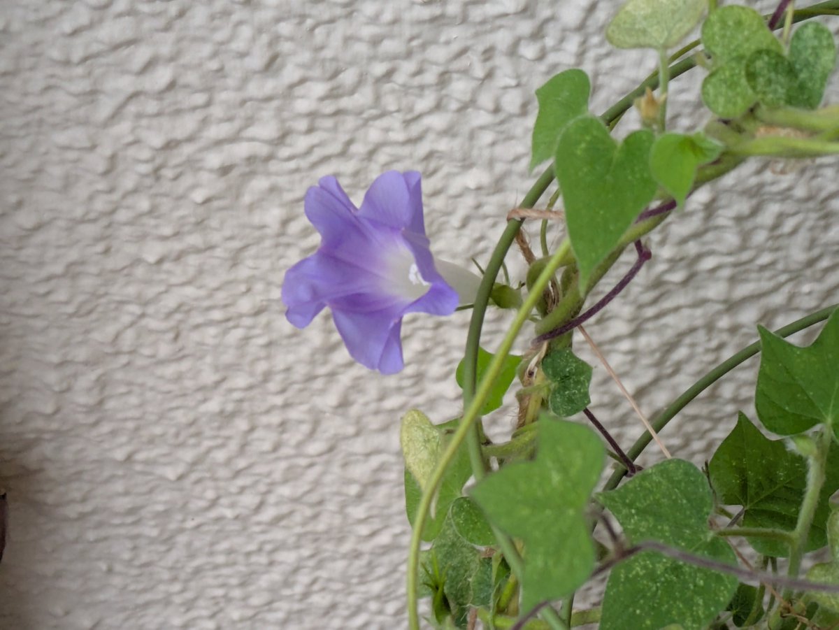 syayoi26's tweet photo. 朝顔日記(2026/9/29)
おはようございます。今朝は2輪。大きめと小さめの花。横浜は朝から強めな雨が降っています。
#朝顔日記2026
#朝顔 https://t.co/ZkfikhVioJ