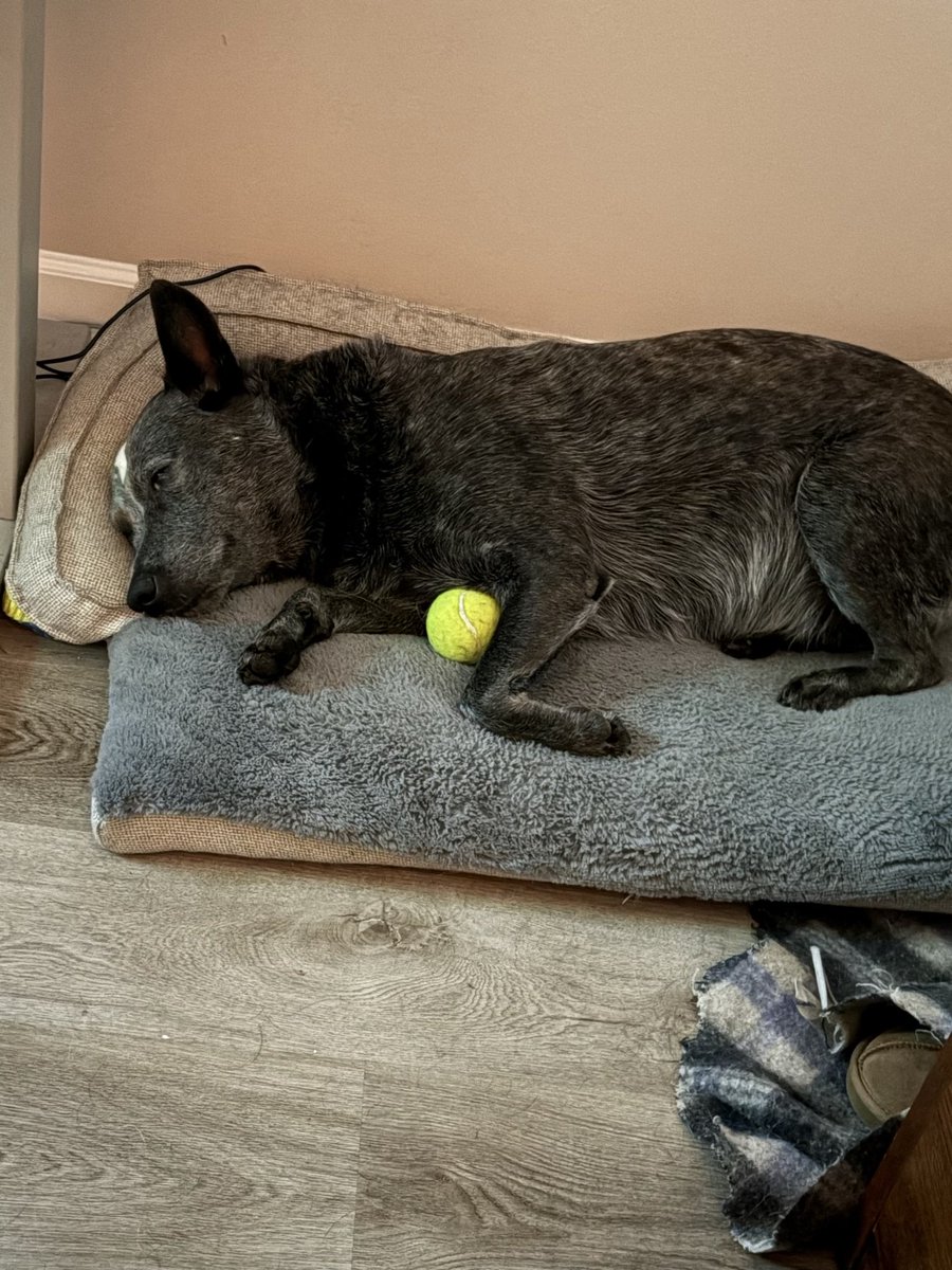 scottckinder's tweet photo. @EODHappyCaptain Rumor has it that this movie is loosely (maybe very loosely) based on my dog Bandit and I trying to find his missing tennis ball. https://t.co/59wPdoy3u1