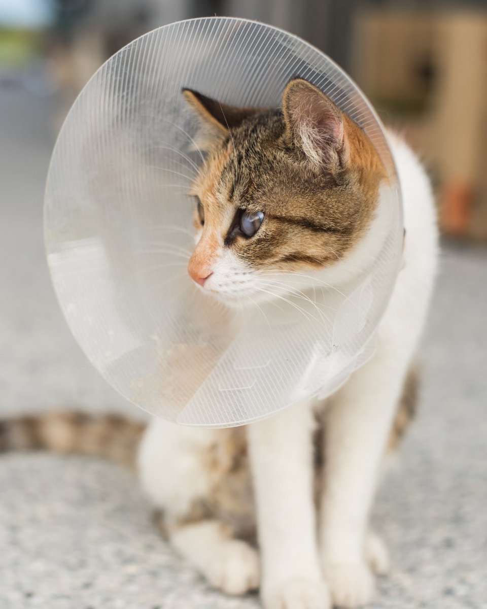 CityofDowney's tweet photo. Downey residents may receive up to $150 toward cat spay or neuter costs through the City’s Cat Spay &amp; Neuter Rebate Program.

✔️ Up to 2 pets per household
✔️ First-come, first-served while funding lasts

Apply: https://t.co/lH1P2KbcaO

#CityofDowney #DowneyCA #CatRebate https://t.co/vYulMvYWLC