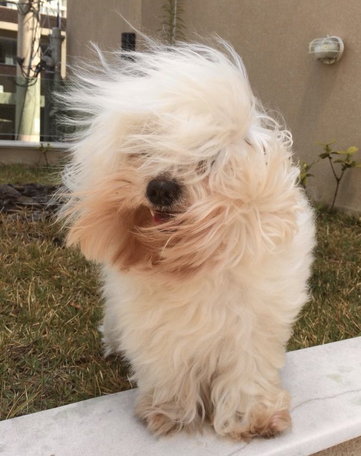 jiminourdiva's tweet photo. Puppymin https://t.co/cI2lb209V3