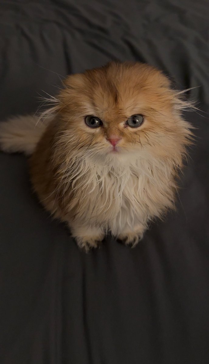 csxill's tweet photo. 😾 https://t.co/29OwsTXjKN