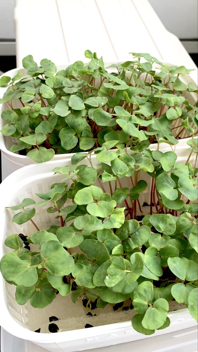 tm_zumi's tweet photo. 今朝はゆっくり..
　B型出社は 午後から(2時間)だから。
　前班のそばの芽🌱は完食!
　朝食は 蕎麦にそばの芽🌱🌱
..ダブルルチン

　雨は続くから、体調も気をつけます

 そばの芽🌱 (ルチン) https://t.co/Oua7C7828k
