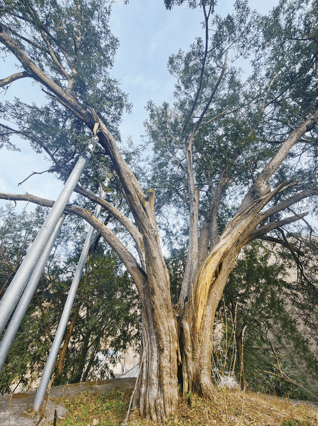 yujunsig's tweet photo. The winding path leads to an ancient fir, its weathered bark holding tiny snail trails—remnants of nature’s quiet, lingering love. https://t.co/b5P0XBWlIx