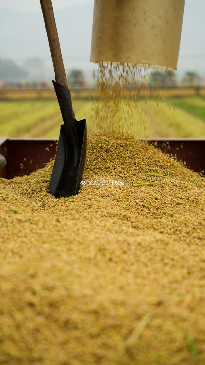 rache_rine801's tweet photo. The lawsuit over the rice-stealing spade is getting everyone talking in the small village! https://t.co/tn6CGBOVcL