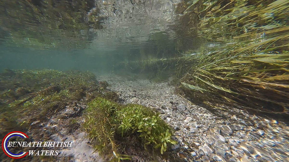 UnderwaterMedia's tweet photo. Beneath the surface of the River Itchen, one of England’s most remarkable chalk streams, has been an absolute delight. Its crystal-clear waters reveal a world of extraordinary beauty, offering a rare glimpse into the intricate life that thrives in this precious natural corridor https://t.co/XrnLIN0x3C