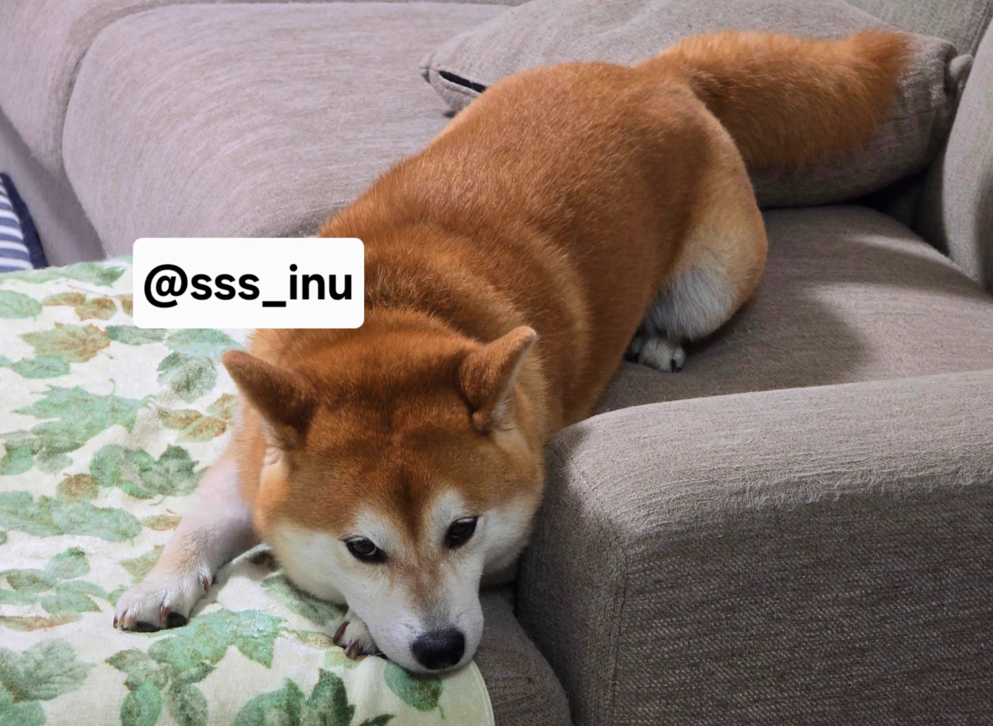 犬 (@sss_inu) / X
