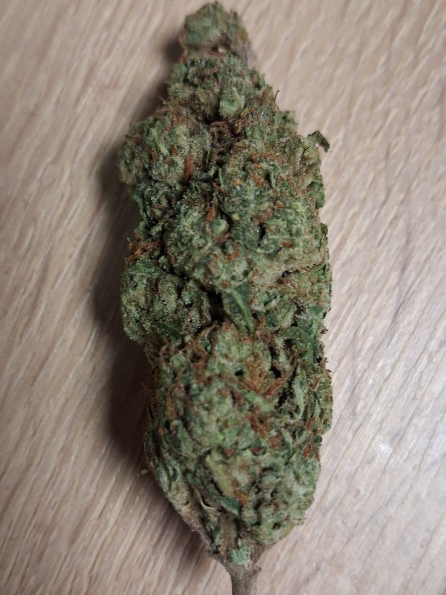 SaulGoodman727's tweet photo. Strawberry cough and toad venom from TSB .@TimmyToad182 not wrong about these guys. Thanks for heads up! Really solid light assist.  Got  a few fresh ones coming soon. Love harvest season ❤️ https://t.co/OkQJpGT7OT