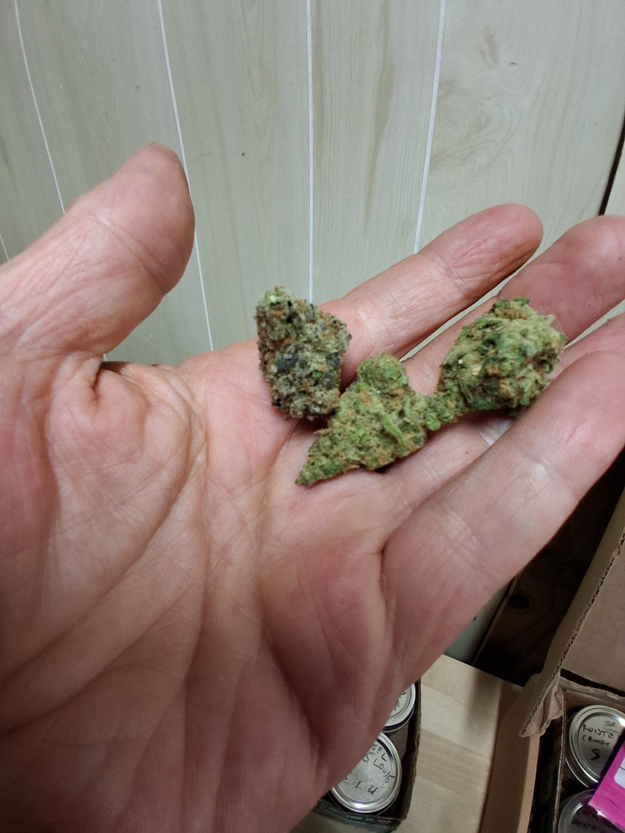 SaulGoodman727's tweet photo. Strawberry cough and toad venom from TSB .@TimmyToad182 not wrong about these guys. Thanks for heads up! Really solid light assist.  Got  a few fresh ones coming soon. Love harvest season ❤️ https://t.co/OkQJpGT7OT