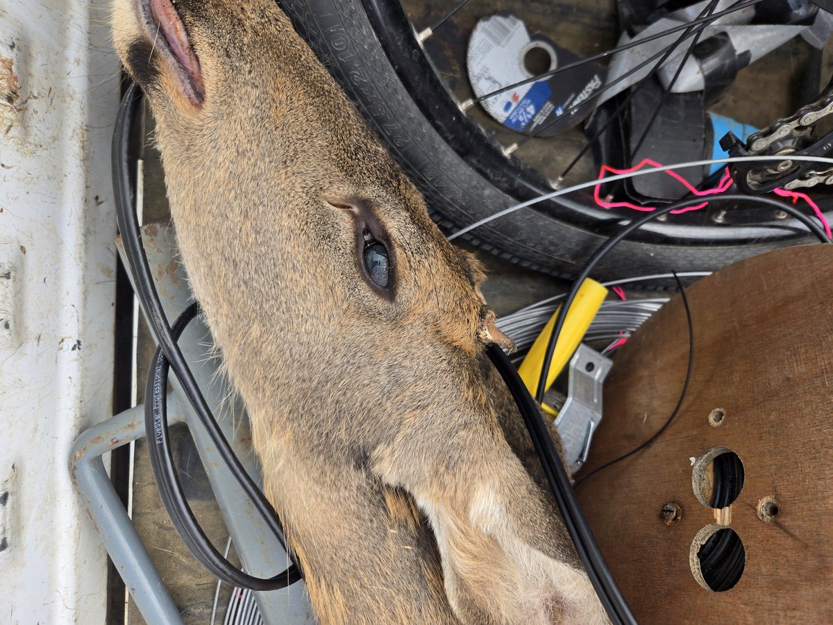 JustinZabo's tweet photo. Deer gods love me fresh road salvage https://t.co/MWkzwPm2Np