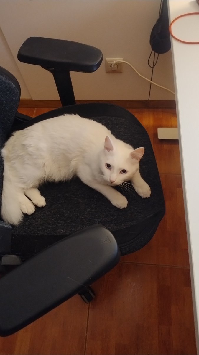 guillerming_es's tweet photo. He just wanted to sit at my chair 😹😹 https://t.co/aB7p4NHI7v