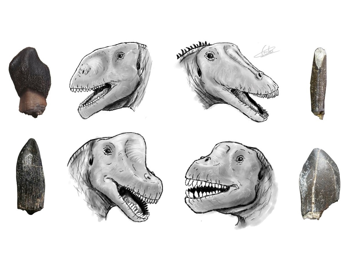 HodariNundu's tweet photo. So long, creepy grinning sauropods of my childhood! Welcome, weird four legged bird turtles of the new milennium :B https://t.co/ug5OzGYDob