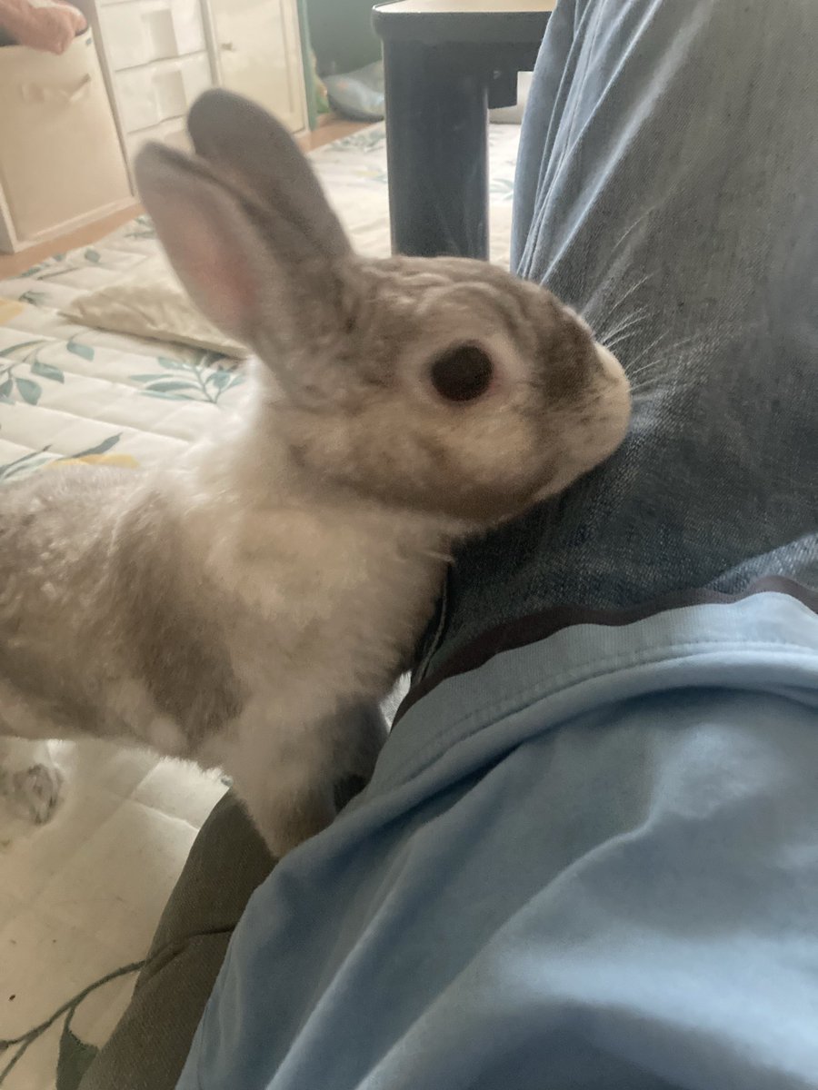 sekine460's tweet photo. 近づいて来たので撫でようとすると逃げる🐰
#ウサギ
#うさぎ https://t.co/YPU2JeFdiK