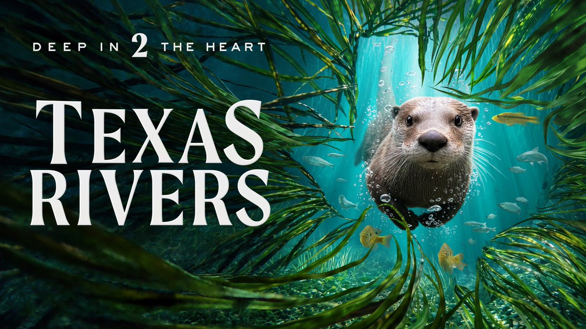 americanrivers's tweet photo. 🎬 “Deep in the Heart 2: Texas Rivers” is a breathtaking wildlife movie starring river otters, snapping turtles, fatmuckets, and mountain lions. 

Narrated by Ethan Hawke, the film showcases the remarkable beauty of Texas rivers and the need to protect them.

Screening now! 🎟️ Get your tickets: https://t.co/49kIFwlMVc